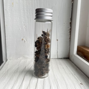 Real, Dried and Preserved Honeybees Great for Photography, Crafts or ...