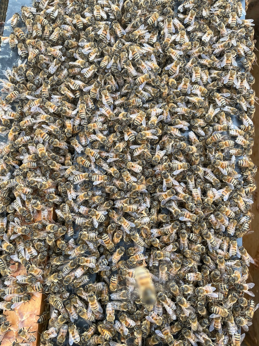 Real, Dried and Preserved Honeybees Great for Photography, Crafts or ...