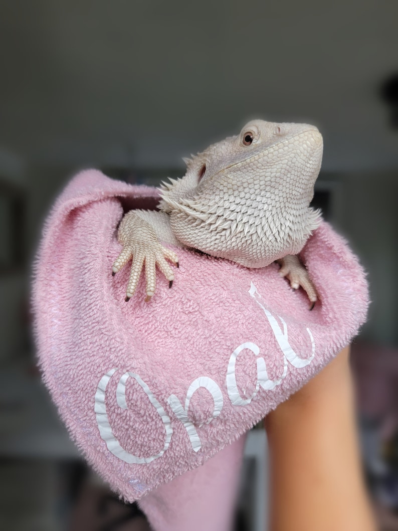 Op de afbeelding: Een witte baardagame is gewikkeld in een roze handdoek met de naam "Opal" erop geborduurd.