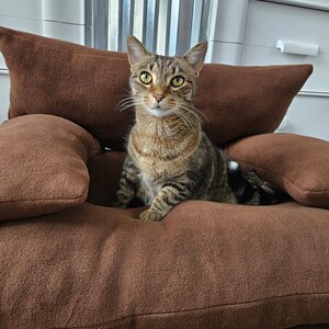 May include: A tabby cat sitting on a brown cat bed with a raised edge. The cat is looking directly at the camera.