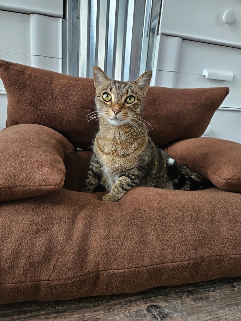 May include: A tabby cat sitting on a brown cat bed with a raised edge. The cat is looking directly at the camera.