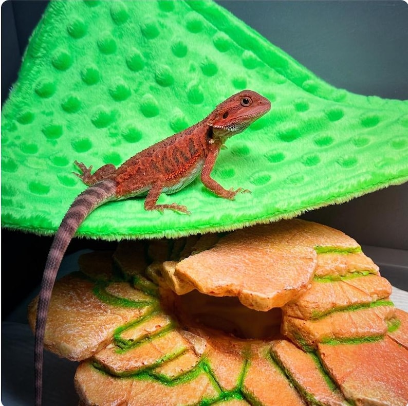 K&ouml;nnte beinhalten: Eine kleine rote Bartagame ruht auf einer leuchtend gr&uuml;nen, texturierten Minky-Stoffh&auml;ngematte. Unter der H&auml;ngematte befindet sich ein beigefarbenes, felsartiges Reptilienversteck mit einer &Ouml;ffnung, geschichteten Steintexturen und gr&uuml;nen Akzenten.