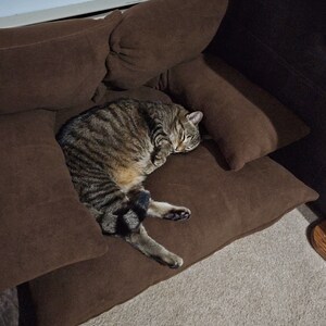 May include: A tabby cat sleeping on a brown couch with multiple cushions. The couch is on a light brown rug.