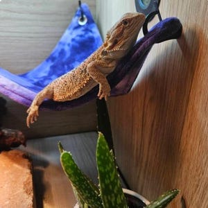 Bearded dragon hammock