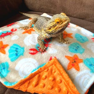 May include: A bearded dragon lizard resting on a soft blanket featuring a pattern of orange starfish, red crabs, and blue seashells on a beige background, with a solid orange textured minky fabric border folded over at the bottom corner.