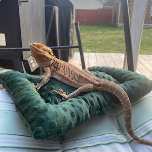 May include: A green, plush, circular-patterned bed for a reptile, with a brown bearded dragon lizard lying on it.