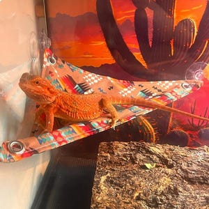 K&ouml;nnte beinhalten: Eine orangefarbene Bartagame ruht auf einer dreieckigen Stoffh&auml;ngematte. Die H&auml;ngematte hat eine beigefarbene Basis mit einem bunten geometrischen Muster in Rot, Blau und Wei&szlig; und ist mit silbernen Metall&ouml;sen an der Glaswand befestigt.