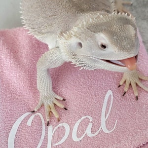 Op de afbeelding: Een witte baardagame met een roze tong ligt op een roze handdoek met de naam "Opal" geborduurd.