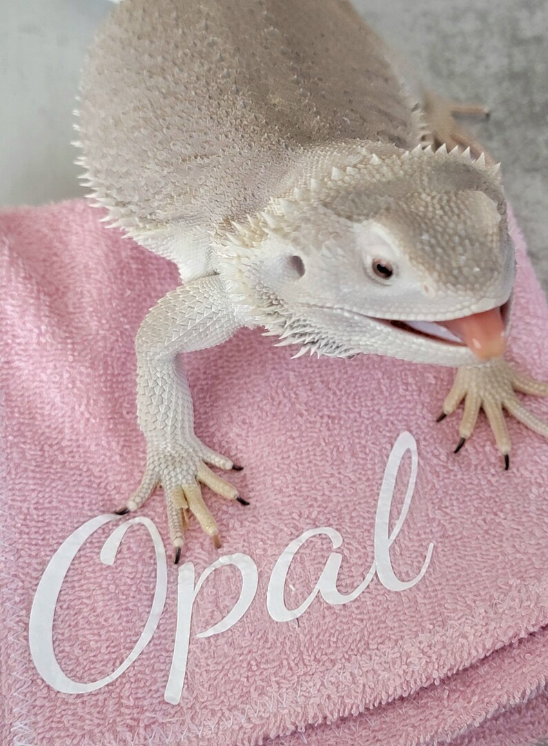 Op de afbeelding: Een witte baardagame met een roze tong ligt op een roze handdoek met de naam "Opal" geborduurd.