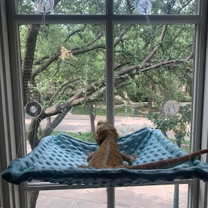 Reptile Window Hammock, bearded dragon window hammock