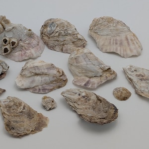 12 Oyster Shells Bulk | 9 Large, 3 Tiny | Mixed Cups and Flats | Barnacles | Maryland Coast | United States | Crafting, Collage, Garden Art