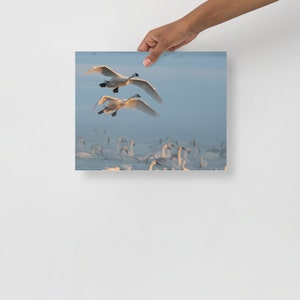 swans landing photography print