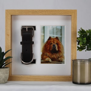 May include: A wooden shadow box with a brown leather dog collar and a photo of a brown Chow Chow dog. The dog is lying down and looking at the camera.