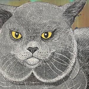 Superbe chat bleu britannique aux yeux jaunes