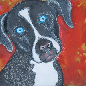 Doux chien staffie aux yeux bleus