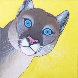 Chat sauvage aux yeux bleus