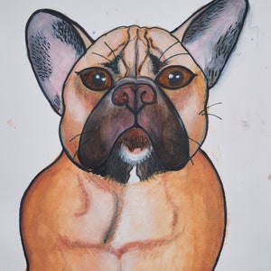 Franse Bulldog ziet er serieus uit