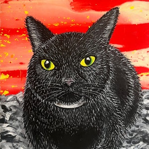 Magnifique chat noir Fifi