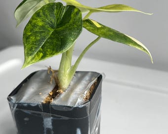 May include: A small Alocasia plant with variegated green and yellow heart-shaped leaves, potted in a black square plastic container. The top of the soil is covered with a clear plastic film secured with tape around the rim of the pot.