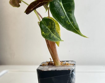 May include: A small Alocasia plant with variegated green and yellow heart-shaped leaves and reddish-brown stems, planted in a square black plastic pot secured with clear tape at the top, showing visible moss substrate around the base of the stem.