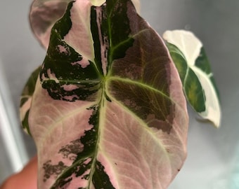 May include: An Alocasia plant leaf featuring variegated patterns of deep forest green and soft pastel pink. The heart-shaped foliage displays prominent veins and a smooth texture, with distinct colour blocking across the surface of the leaf.