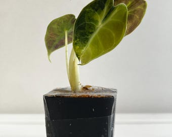 May include: A small Alocasia plant with variegated heart-shaped leaves in shades of dark green, lime green, and deep purple. The plant has a pale, thick stem and is potted in a square black plastic container secured with clear adhesive tape.