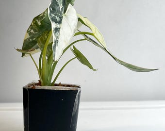 May include: A variegated Alocasia plant with arrow-shaped leaves featuring a mix of deep green and creamy white patterns. The plant is potted in a simple, square black plastic container with visible soil at the top, showcasing its distinct foliage.