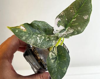 May include: A small Alocasia plant in a black plastic nursery pot. The plant features three distinct arrow-shaped leaves with variegated patterns of dark green, light green, and creamy white splashes. One leaf shows a small brown spot.