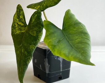 May include: A small Alocasia plant with three heart-shaped leaves featuring variegated patterns of dark green and lime green. The plant is housed in a square black plastic nursery pot that is wrapped with a strip of clear adhesive tape.
