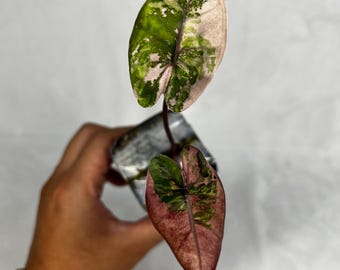 May include: A small Syngonium plant with two variegated heart-shaped leaves. The upper leaf features a mix of deep green and pale pink patches, while the lower leaf displays a darker pink and green pattern. The plant is rooted in a clear glass container.