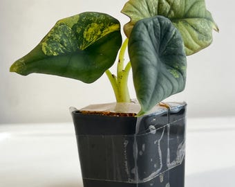 May include: A small Alocasia plant with variegated green and yellow leaves in a square black plastic pot. The plant features heart-shaped foliage with distinct colour patterns, and the pot is secured with clear tape around the top edge.