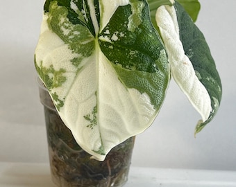 May include: A variegated Alocasia plant with large, heart-shaped leaves featuring a distinct pattern of deep green and creamy white sections. The plant is potted in a clear plastic container filled with dark, moist sphagnum moss.