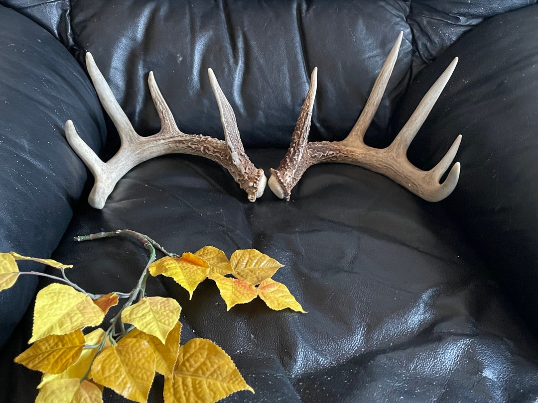 matching-5x5-shed-antlers-smaller-neat-set-bladed-brow-etsy