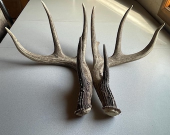 Large 4x4 Shed Antlers