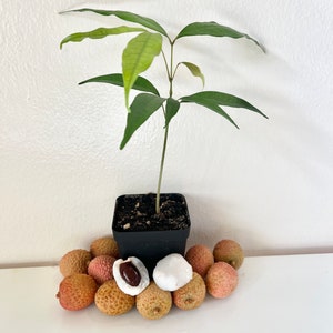 Lychee tree seedling | Lychee tree starter plant | 3 inch pot | Tropical fruit tree