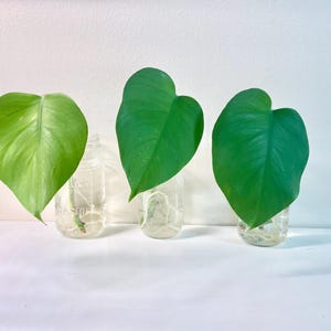 Monstera cutting | Monstera vine | Fully rooted Monstera cutting | Monstera borsigiana