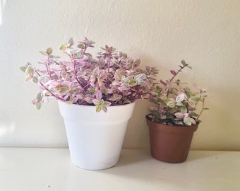Callisia repens | Pink lady | Creeping turtle vine | Inch plant | 4 inch pot