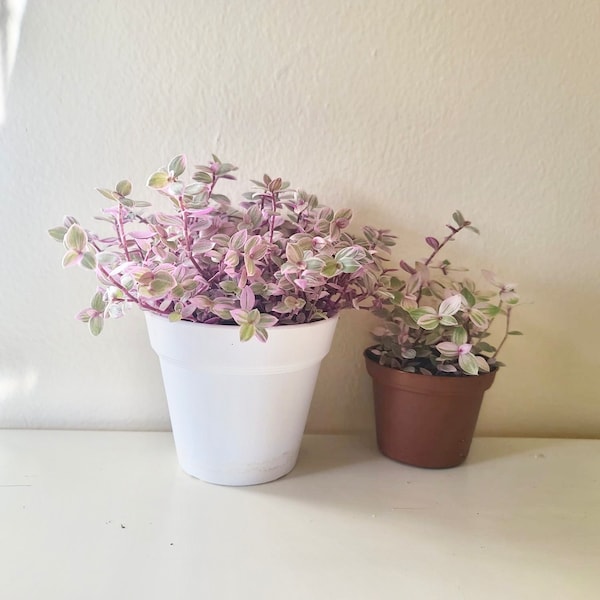 Callisia repens | Pink lady | Creeping turtle vine | Inch plant | 4 inch pot