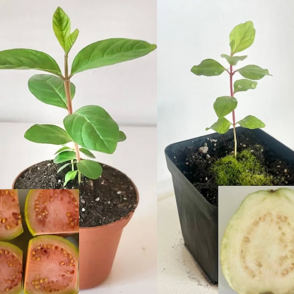 Pink Guava tree seedling | Green Guava tree seedling | Guava tree starter plant | 3 inch pot