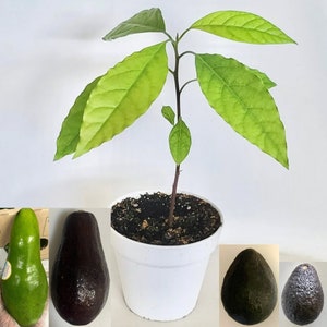 Avocado tree seedling | Avocado tree starter plant | Tropical | Green | Hass | Brown | 4 inch or 6 inch pot
