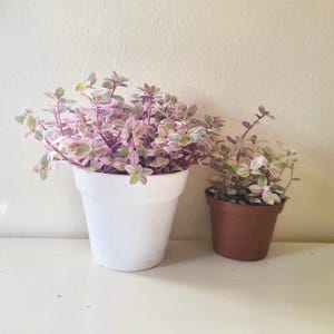 Callisia repens | Pink lady | Pink Panther | Creeping turtle vine | Inch plant | 4 inch pot | 3 inch pot