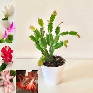 Christmas cactus | Thanksgiving cactus |  | White | Pink | Red | Orange | Light Pink flower | 4 inch pot