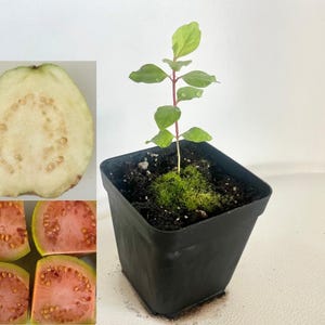 Pink guava | Green guava | Small starter tree seedling | Guava tree starter plant | 3 inch plant | 1 inch cell