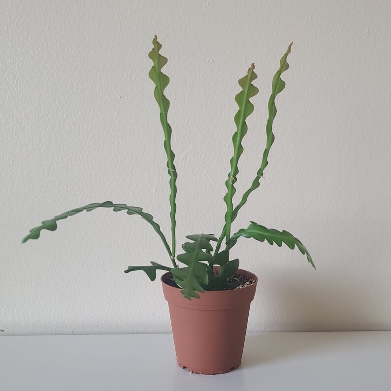 Fishbone Cactus Ric Rac Cactus Fishbone Succulent 4 Inch Etsy