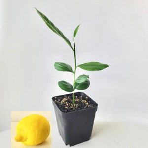 Lemon tree seedling | Lemon tree starter plant | 3 inch pot or 1 inch cell