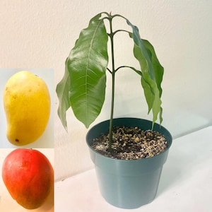 Mango tree seedling | Honey Mango | Ataulfo Mango | Tommy/Kent/Hayden/Palmer Mango | Small Mango tree starter plant | 6 inch pot