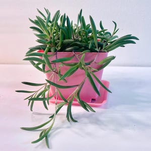 String of Rubies succulent | String of Pickles| Ruby necklace plant | 4 inch pot