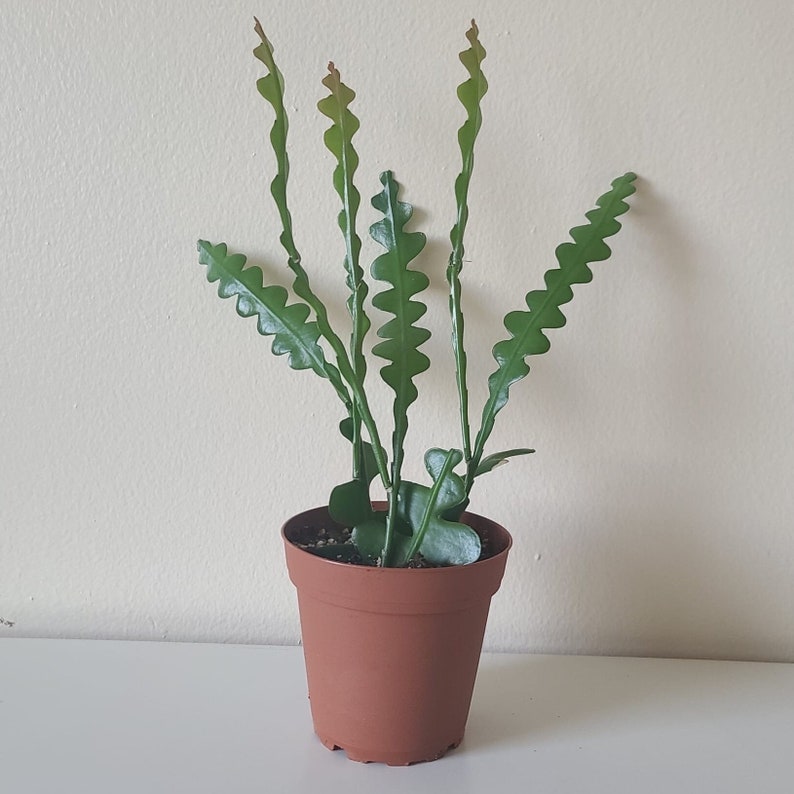 Fishbone Cactus Ric Rac Cactus Fishbone Succulent 4 Inch Etsy