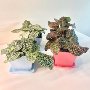 Nerve plant | Fittonia | White and Pink Nerve plant | Easy houseplant succulent | 4 inch pot