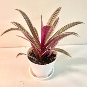 Tradescantia spathacea variegata | Variegated Tradescantia | Moses in the cradle | Boat Lilly Plant | 4 inch pot